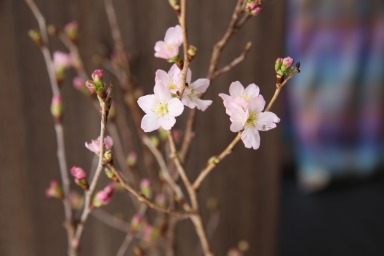 啓翁桜 ケイオウサクラ