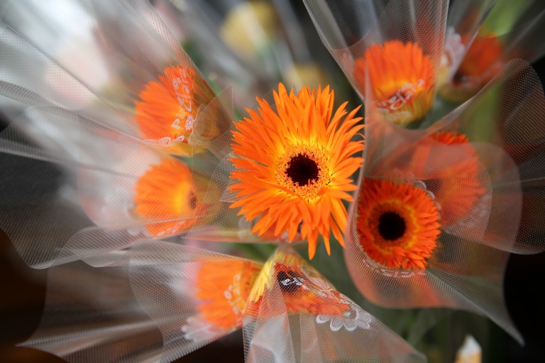 ガーベラ 'ロレイ' スパイダー咲き 中芯黒 スーパーミニタイプ