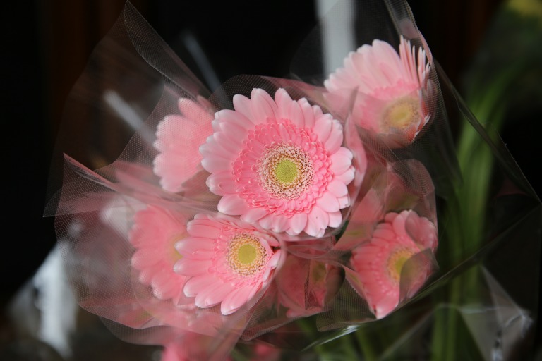 ガーベラ 'ペアケーキ'