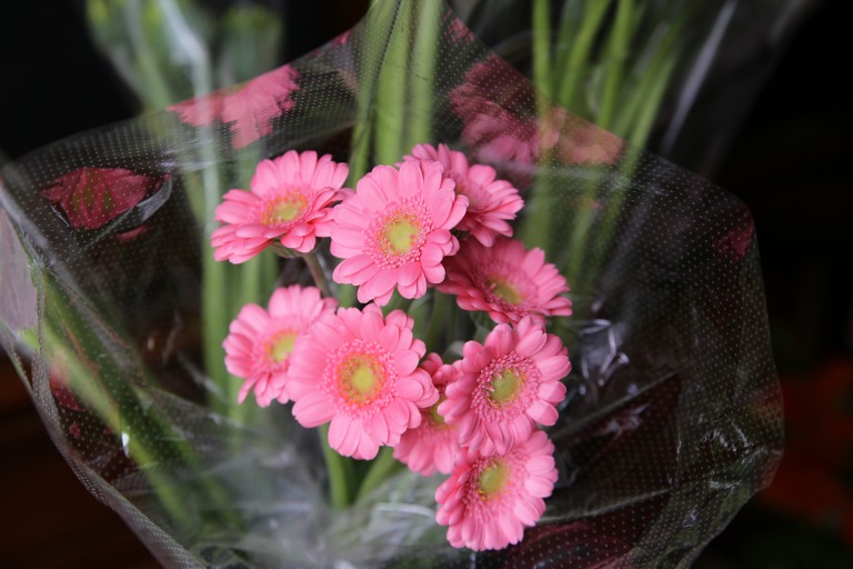 ガーベラ ピンク色 スーパーミニサイズ