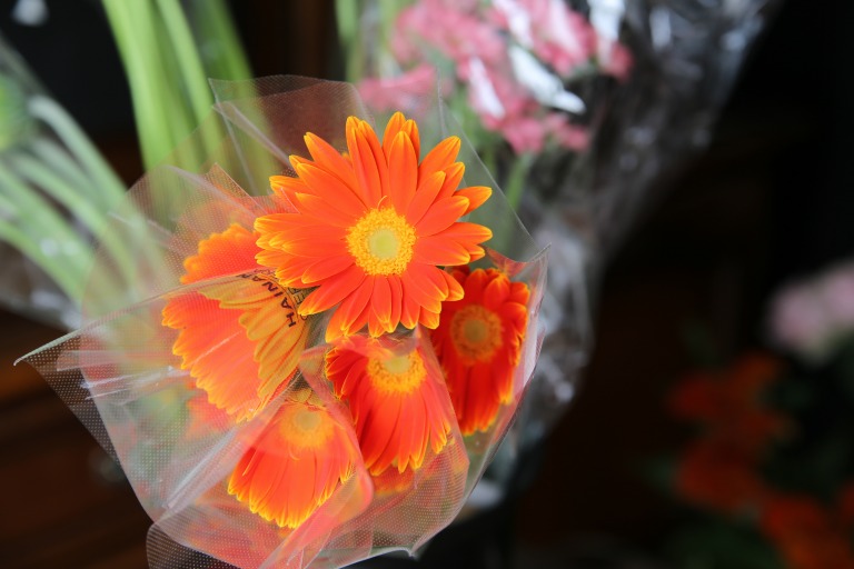 ガーベラ ショッキングオレンジ色 サイズが小さいミニタイプ
