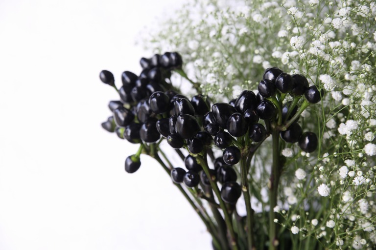 唐辛子　コニカルブラック