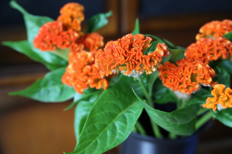 ケイトウ　'リプライズオレンジ'　鮮やかなオレンジ色