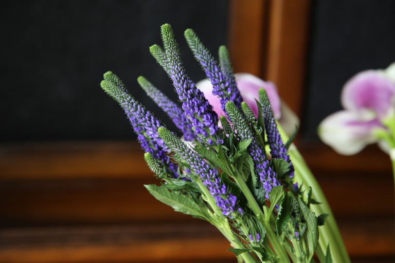 ベロニカ　'ブルービクトリー'