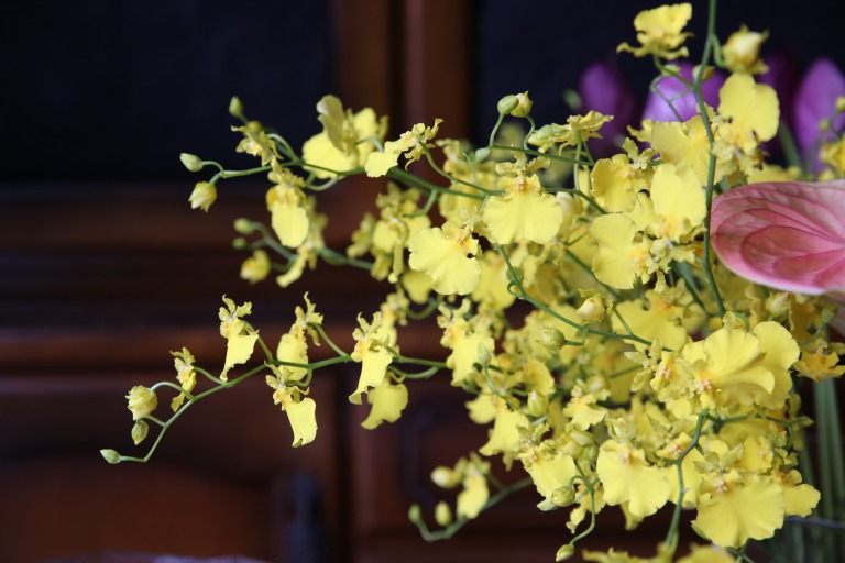 オンシジューム　'イエローエンジェル'