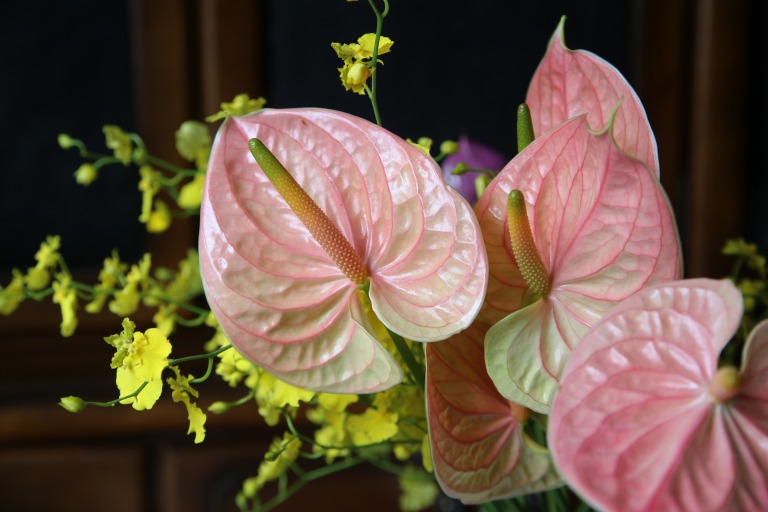 アンスリューム　'ヌンツィア'