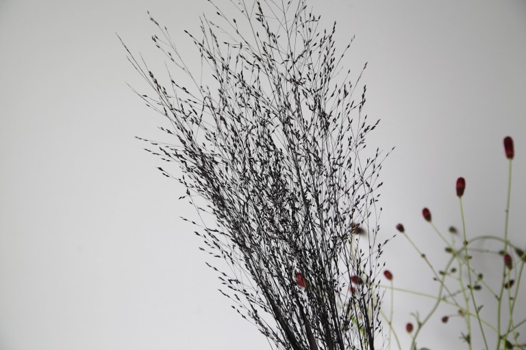 パニカム　ヴァーガタム