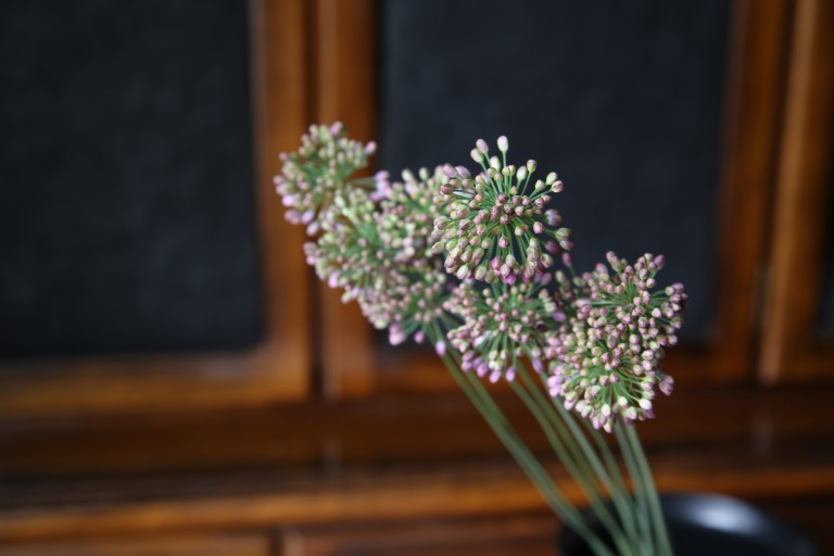 アリウム　'オータムビオレ' 薄紫