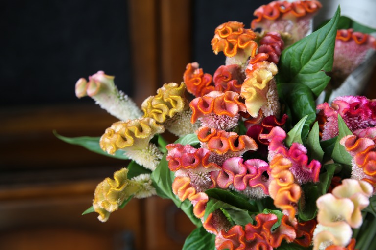 トサカケイトウ　オレンジ/赤/黄色