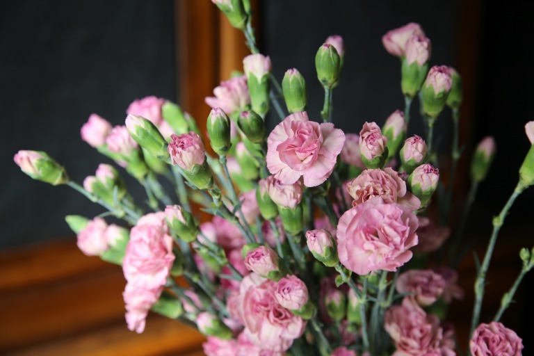 スプレーカーネーション　'モカスィート'