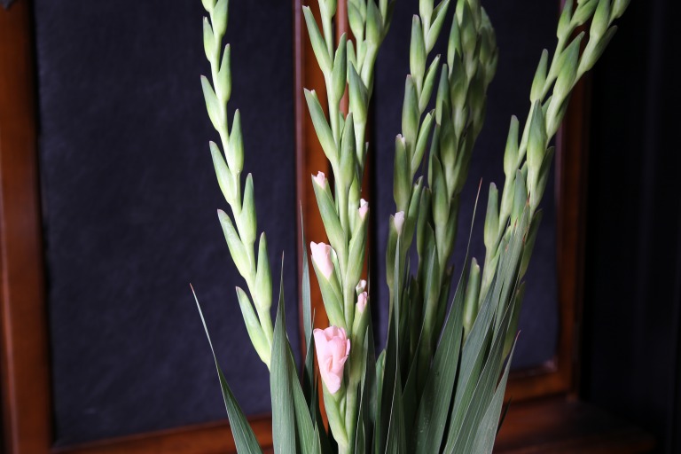 グラジオラス　'アドレナリン'