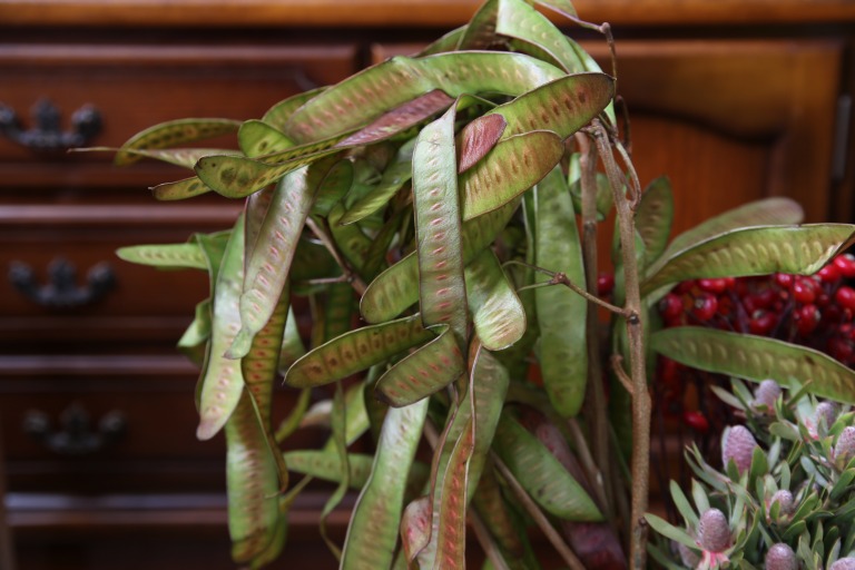 ギンネムの実　豆