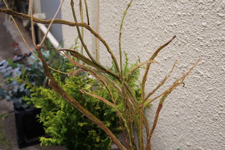 石化柳/オノエヤナギ