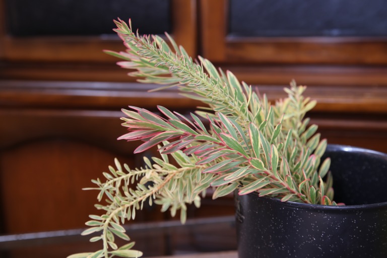 リューカデンドロン　葉