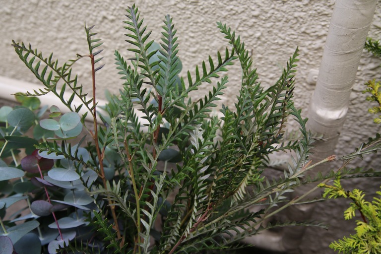 グレビリア　'アイヴァンホー'