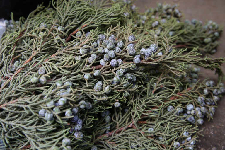 ジュニパー/西洋ネズ