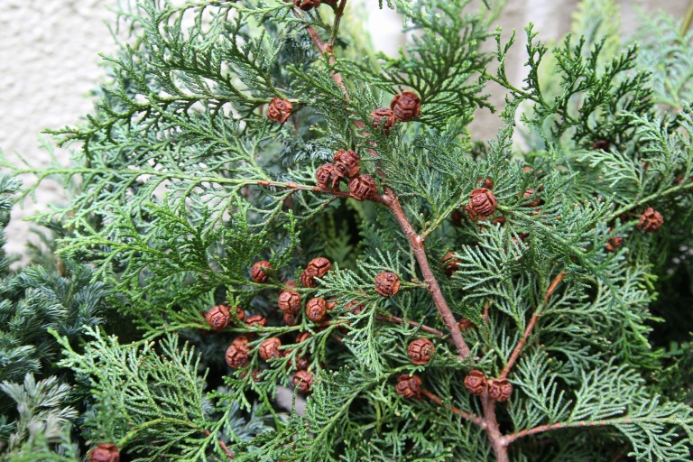 エレガンテシマ / コノテガシワ