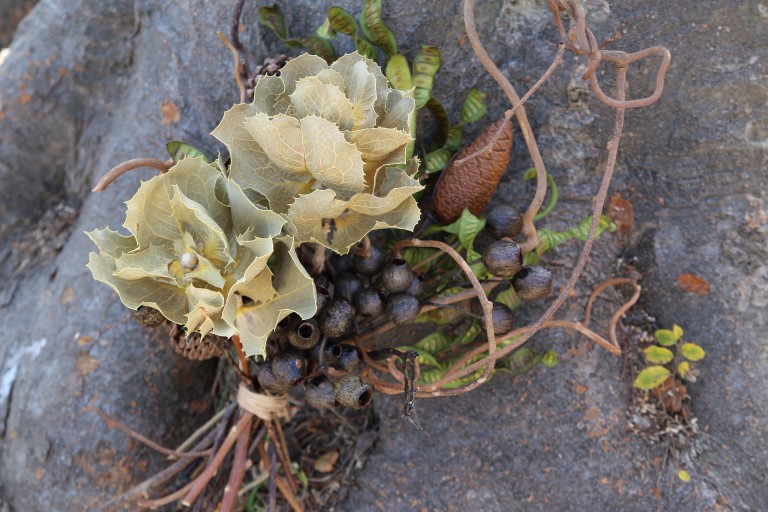 ハケア　ヴィクトリア　葉牡丹のようなクリーム色