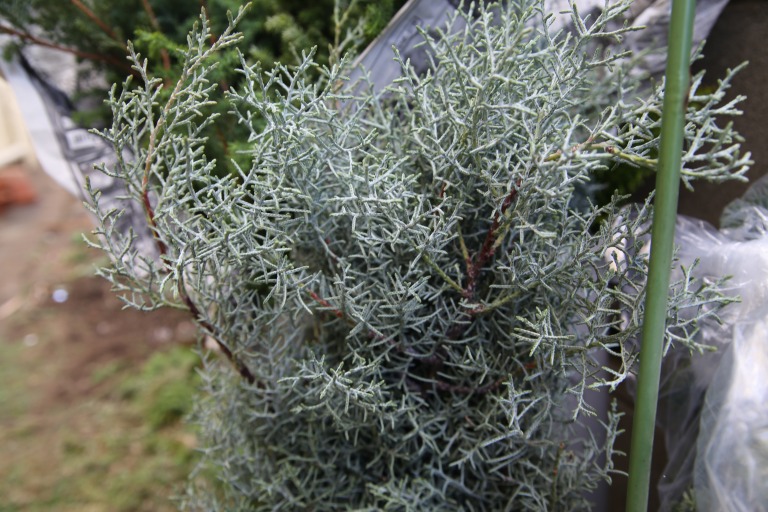 アリゾナスギ　'ブルーアイス'