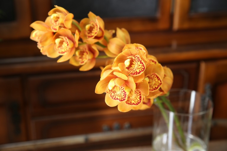 シンピジューム　'マジョリカ/エンザンフォーレスト'