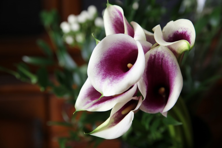 カラー　ピカソ　紫で白い縁取り