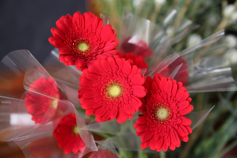 ガーベラ　'フェニックス' 赤　中芯グリーン