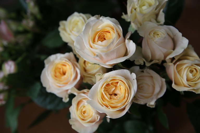 バラ　’ジリアン’　優しいピーチオレンジ