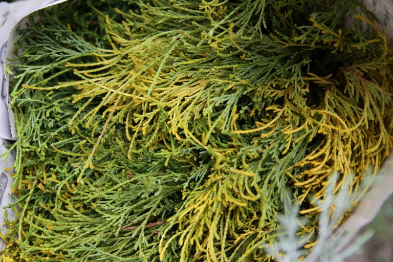 イトヒバ　'スイリュウ'