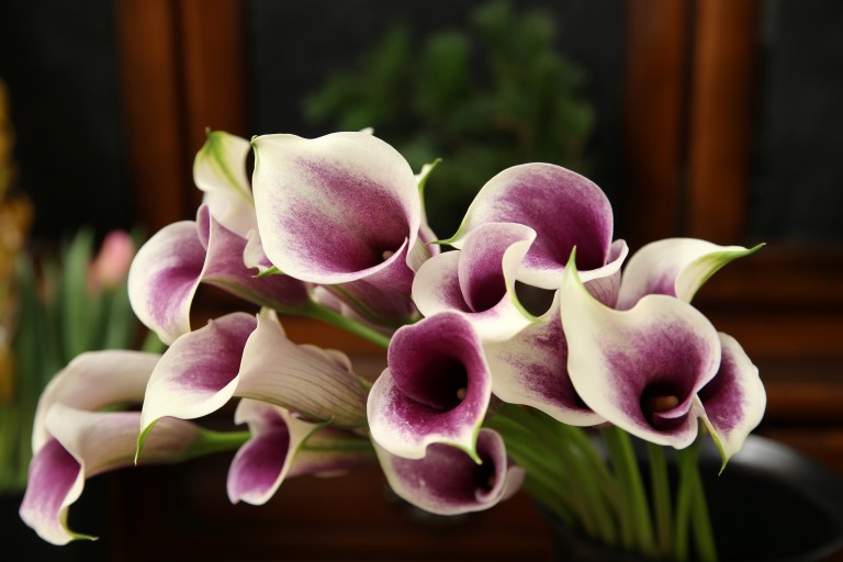 カラー　'エアーブラッシュ' 　中心紫から白へのグラデーション