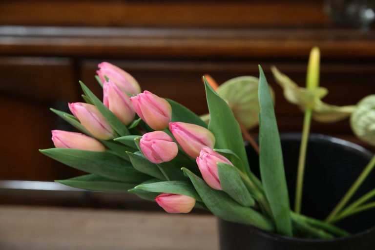 チューリップ　'クリスマスドリーム'