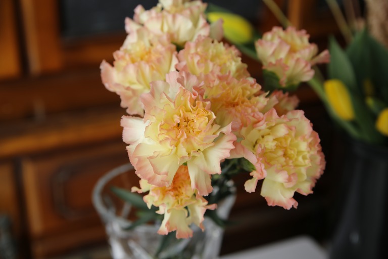 カーネーション/ダイアンサス　'オーロラオレンジ'