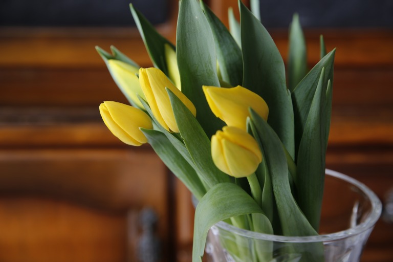 チューリップ　'レディマーゴット'　鮮やかな黄色