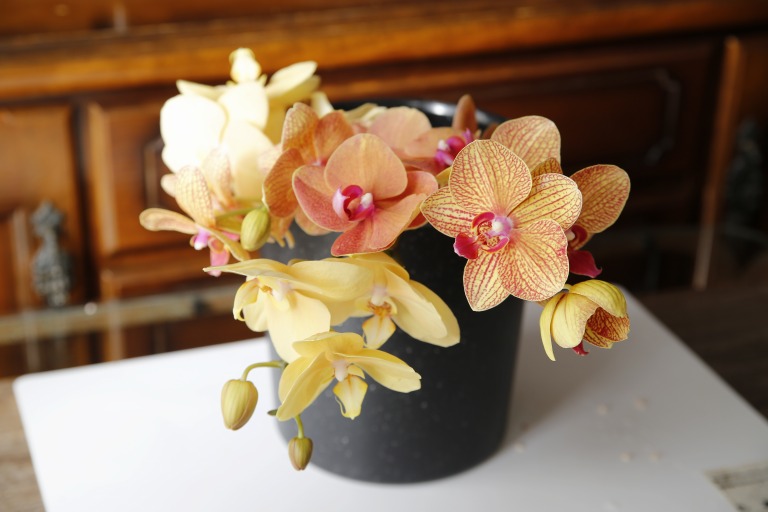 ファレノプシス/胡蝶蘭　ミディタイプ　クリーム/オレンジ系