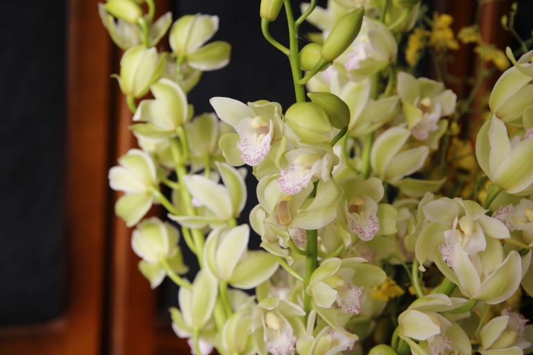 シンピジューム　’ダンサー’　薄い黄緑色