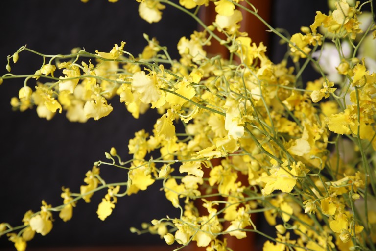 オンシジューム