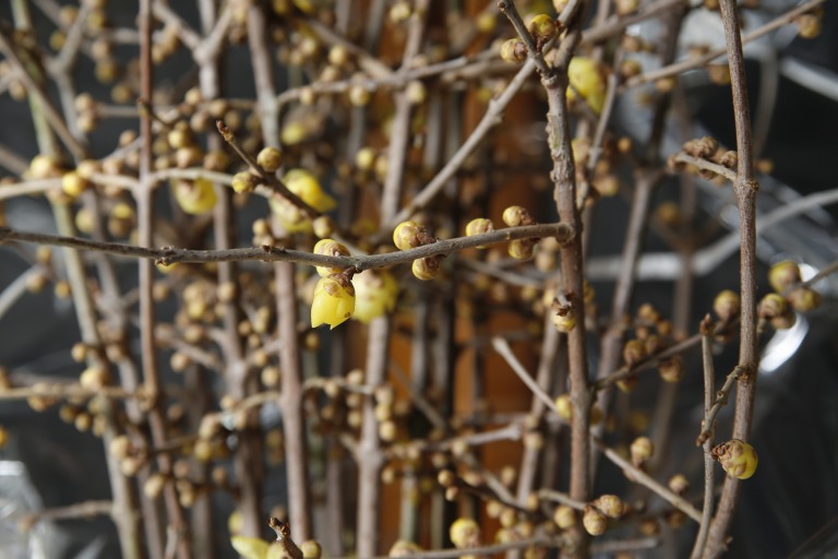 ロウバイ　蝋梅