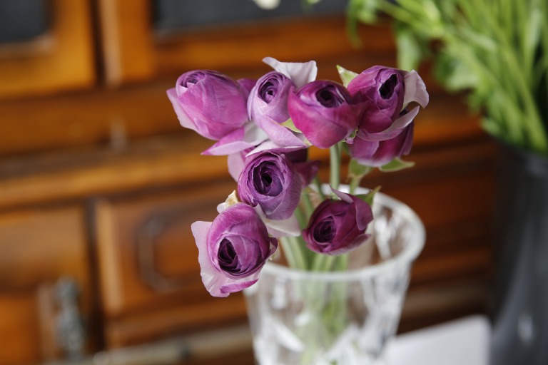 ラナンキュラ　'ガスコーニュ'