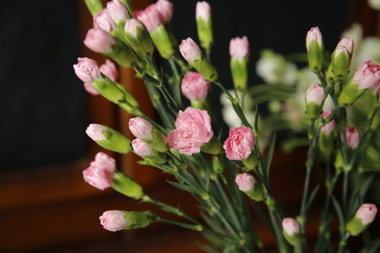 スプレーカーネーション　'ピンクヴィジョン'