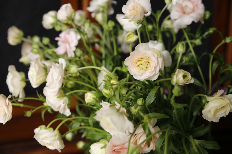 ラナンキュラス　’ラックスアリアドネ’