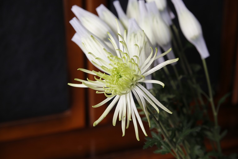 マム　'アナスターシャ'　優しいライムグリーン　スパイダー咲き