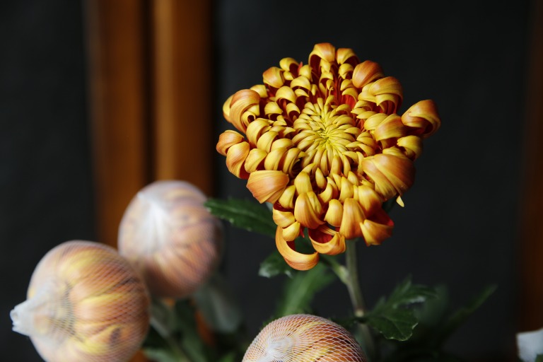 マム/一輪菊　'フエゴダーク'