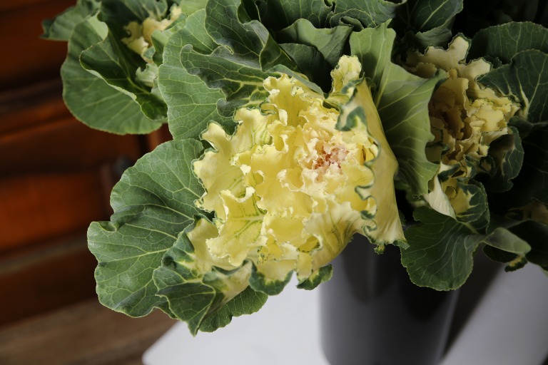 ハボタン　葉牡丹　'ホワイトレディ'