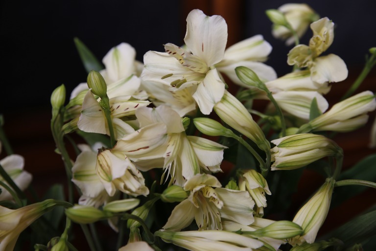 アルストロメリア　クリーム色