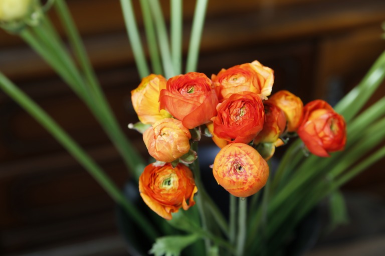 ラナンキュラス　’エレガンスオレンジ’