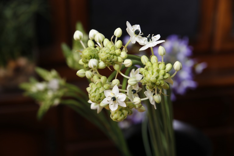 オニソガラム/オーニソガラム　サンデルシー