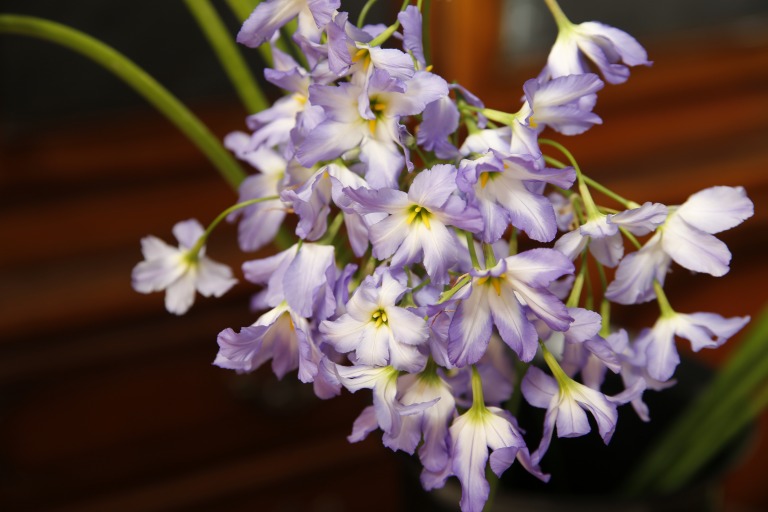 リューココリネ　'コキンペンシス' 　中心白、外側薄紫色