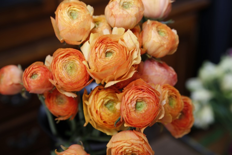 ラナンキュラス　'セレ'　オレンジ