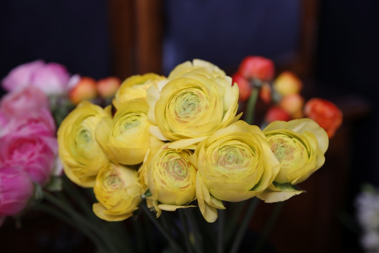 ラナンキュラス　'キティラ'　黄色