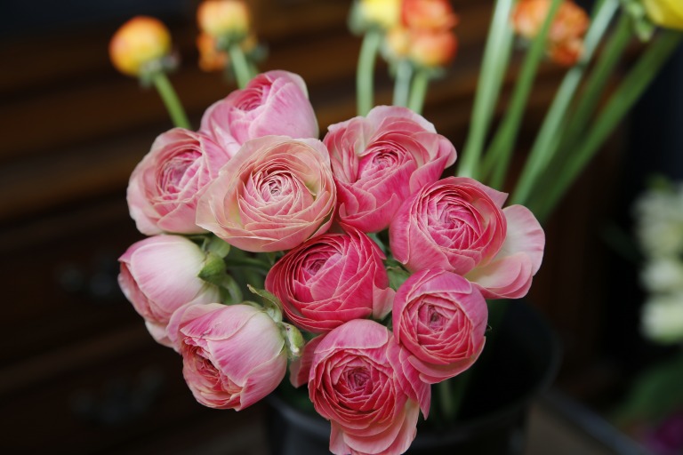 ラナンキュラス　'タソス'　ピーチピンク