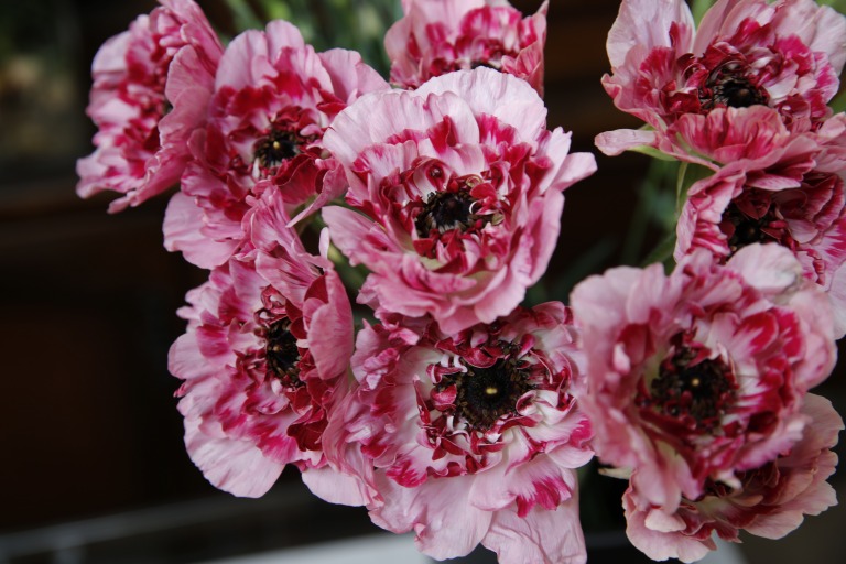 ラナンキュラス　'シャルロット'　赤とピンクの複色